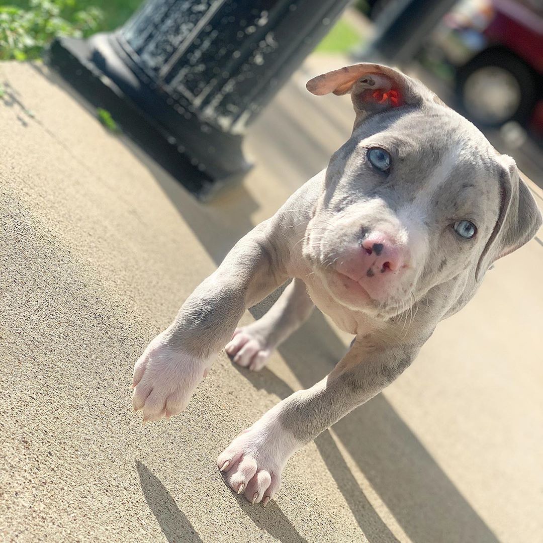 Pitbull